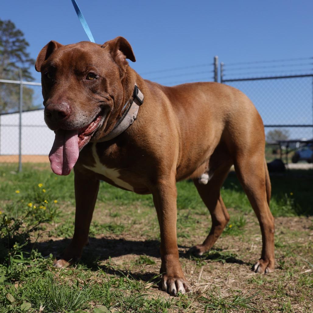 Mo, Adoptable, Senior Male Pit Bull Terrier & Mixed Breed.