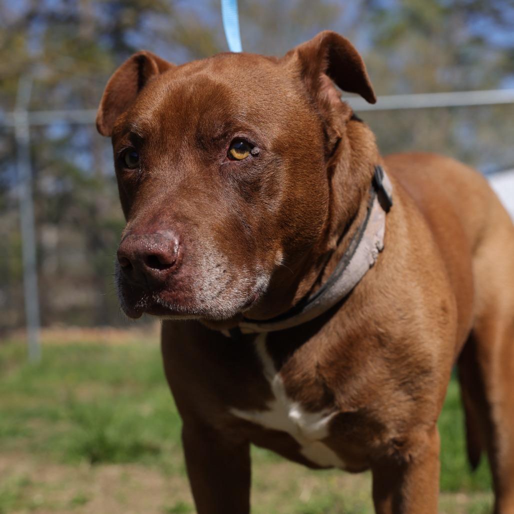 Enlarge Mo, a Adoptable mixed breed in Hohenwald, TN image 2/5