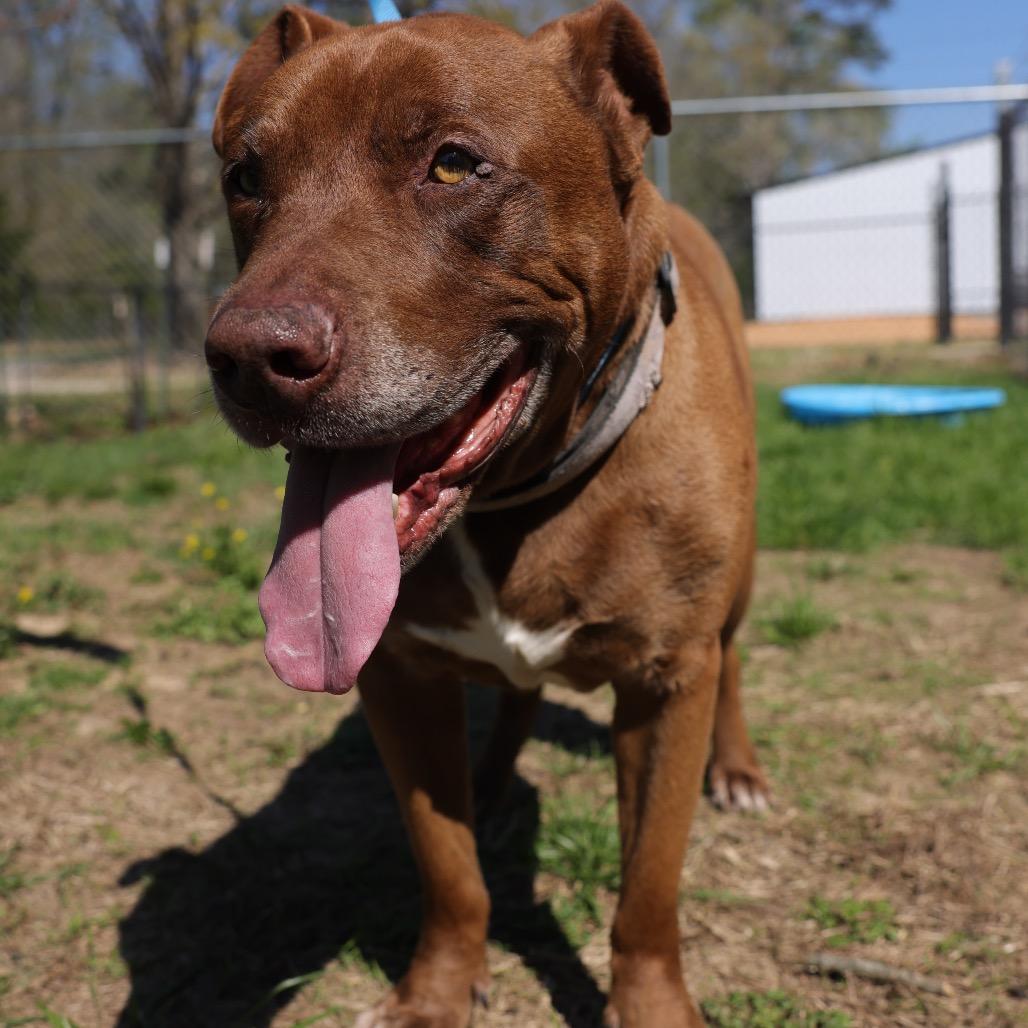 Enlarge Mo, a Adoptable mixed breed in Hohenwald, TN image 3/5