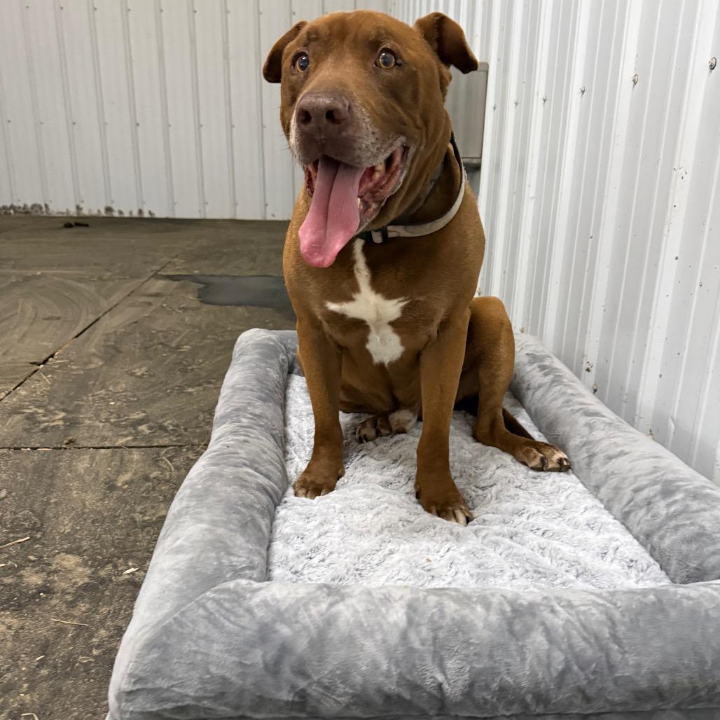 Enlarge Mo, a Adoptable mixed breed in Hohenwald, TN image 4/5
