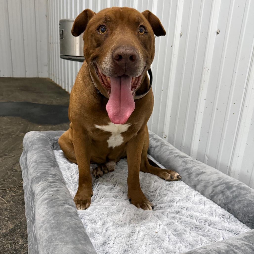 Enlarge Mo, a Adoptable mixed breed in Hohenwald, TN image 5/5