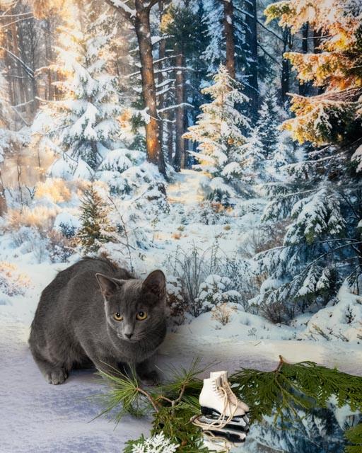 Enlarge Kyle, an adopted Domestic Short Hair in Lapeer, MI image 1/3