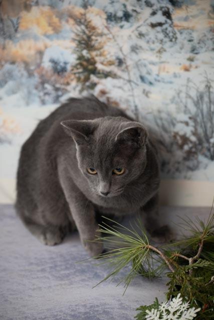 Enlarge Kyle, an adopted Domestic Short Hair in Lapeer, MI image 2/3