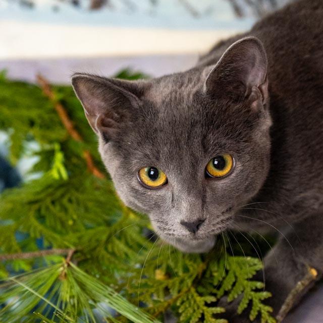 Enlarge Kyle, an adopted Domestic Short Hair in Lapeer, MI image 3/3