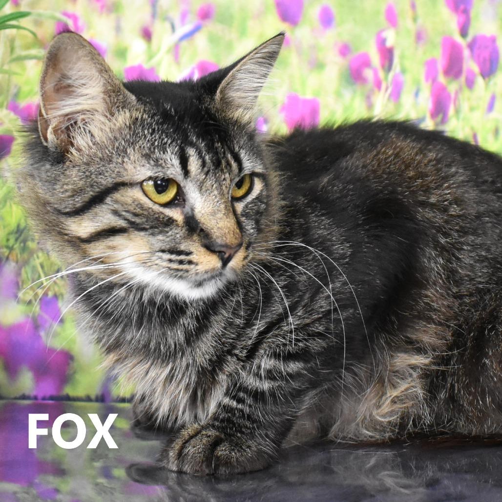 Enlarge Fox, a Adoptable Domestic Medium Hair in Yuma, AZ image 1/3