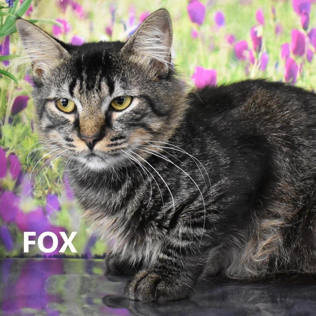 Enlarge Fox, a Adoptable Domestic Medium Hair in Yuma, AZ image 2/3