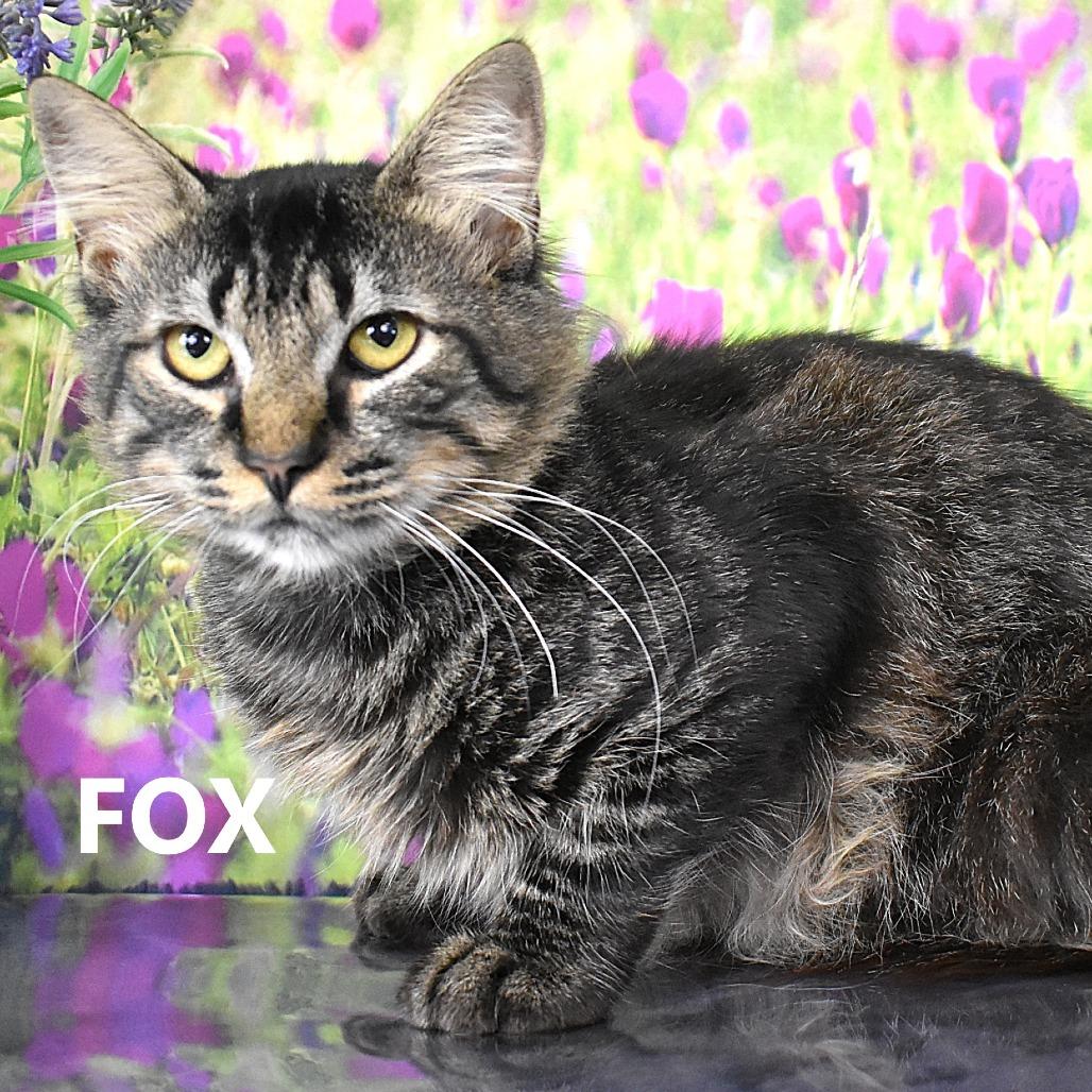 Enlarge Fox, a Adoptable Domestic Medium Hair in Yuma, AZ image 3/3