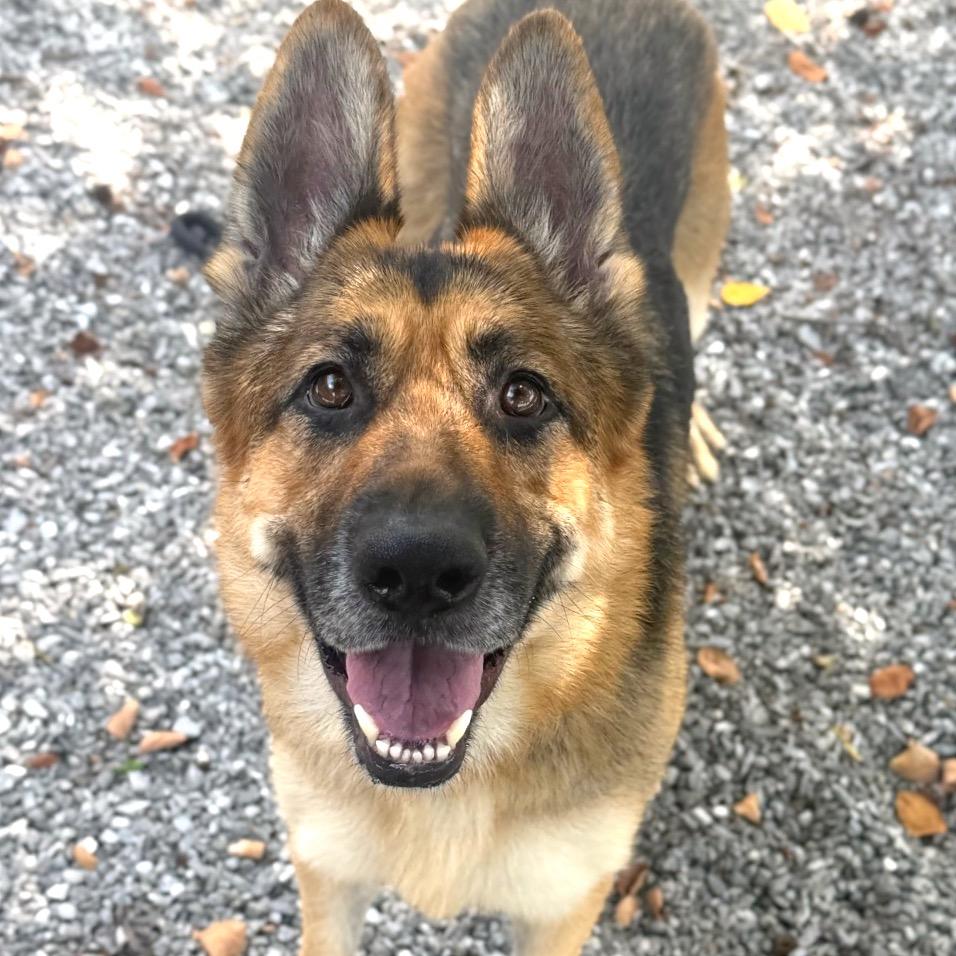 Risha, a Adoptable Mixed Breed in Asheville, NC image 1/6