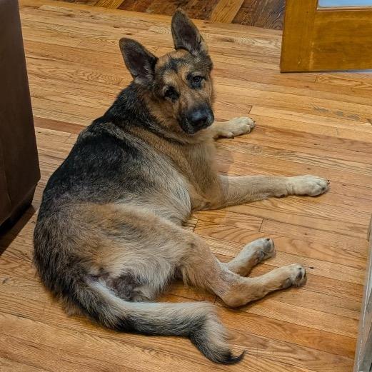 Risha, a Adoptable Mixed Breed in Asheville, NC image 2/6
