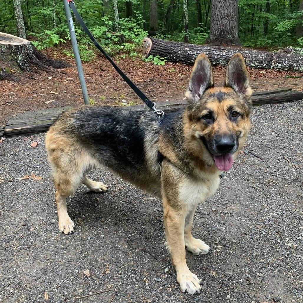 Risha, a Adoptable Mixed Breed in Asheville, NC image 3/6