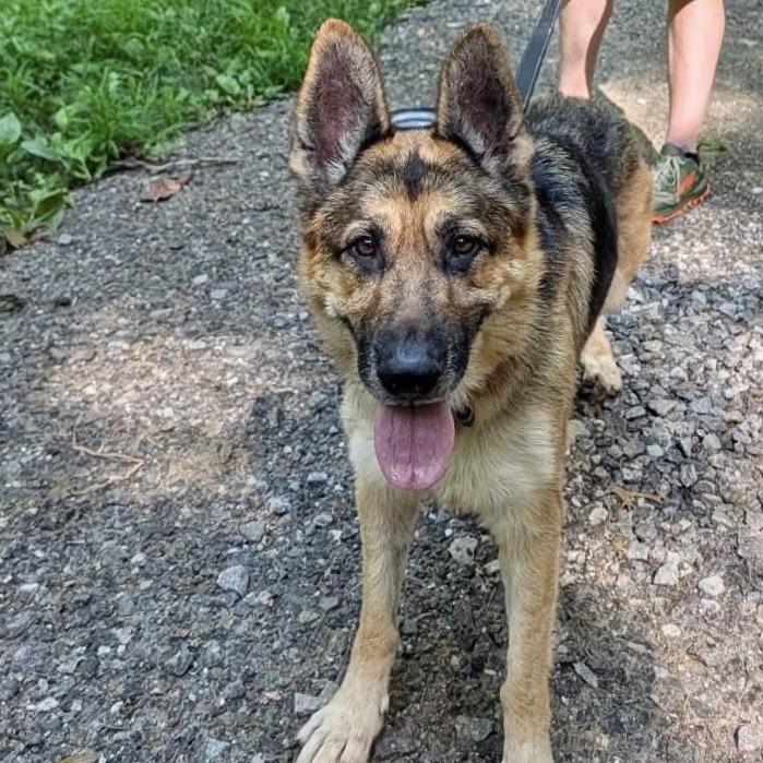 Risha, a Adoptable Mixed Breed in Asheville, NC image 4/6