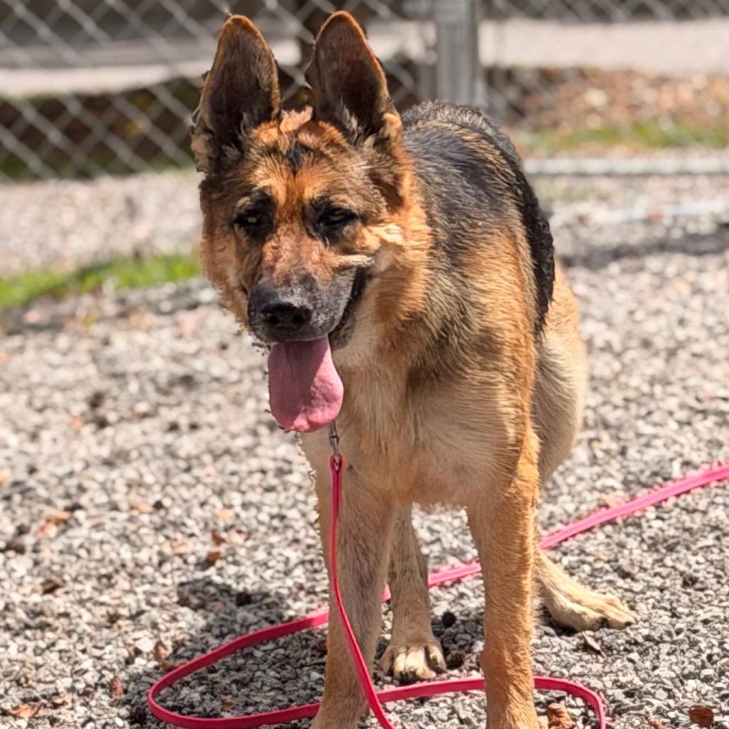 Risha, a Adoptable Mixed Breed in Asheville, NC image 5/6