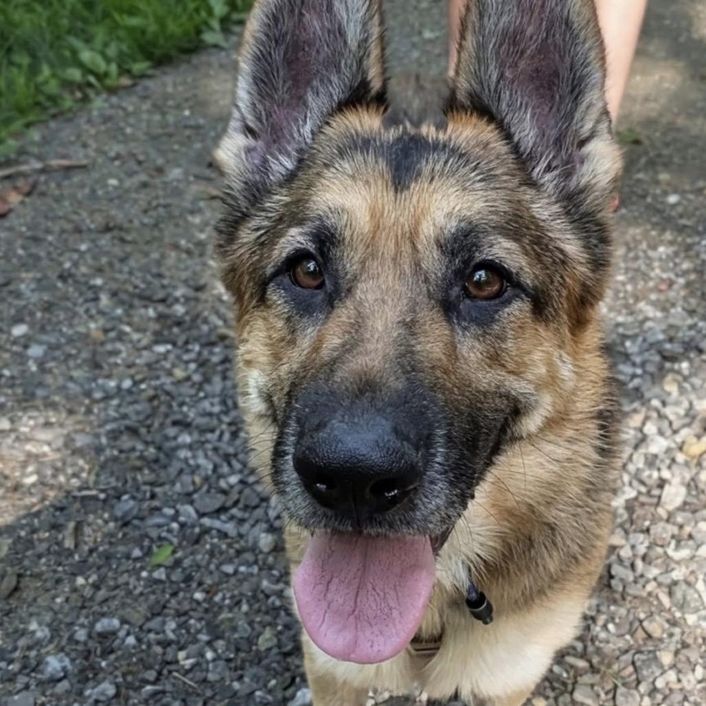 Risha, a Adoptable Mixed Breed in Asheville, NC image 6/6