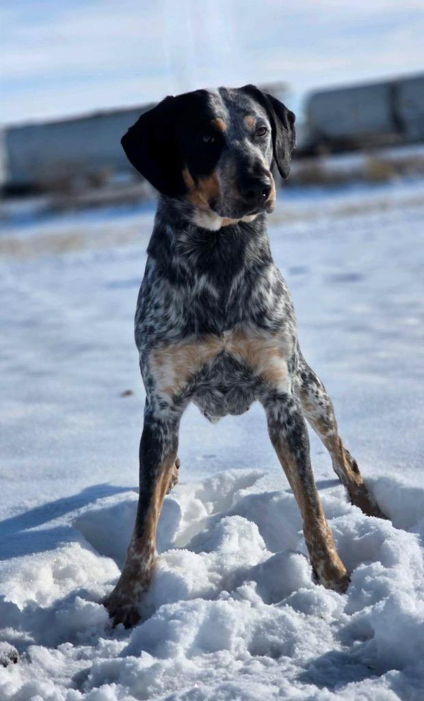 Aldi, Adopted, Adult Female Bluetick Coonhound & Black and Tan Coonhound.