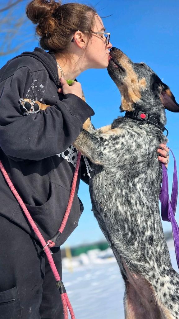 Aldi, a Adopted mixed breed in Huntington, IN image 2/3