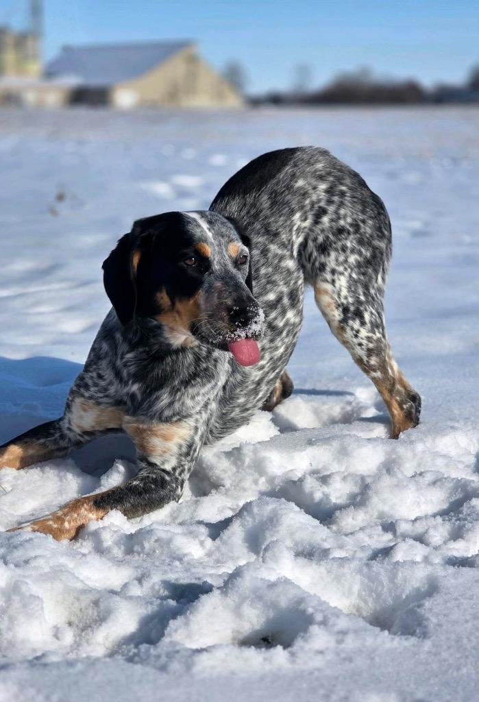 Aldi, a Adopted mixed breed in Huntington, IN image 3/3