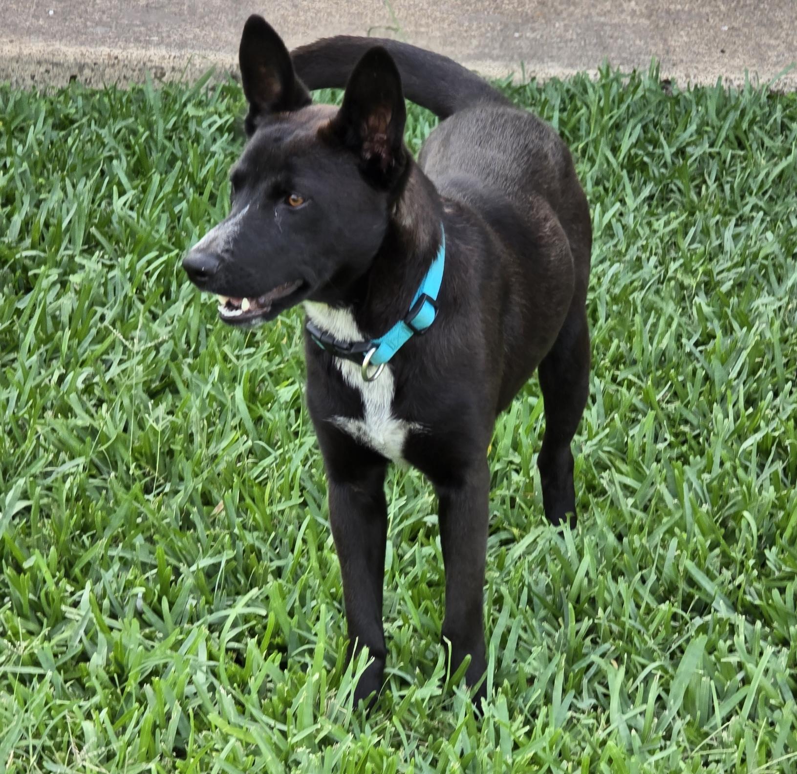 Luna, an adoptable Australian Kelpie in Eau Claire, WI, 54703 | Photo Image 2