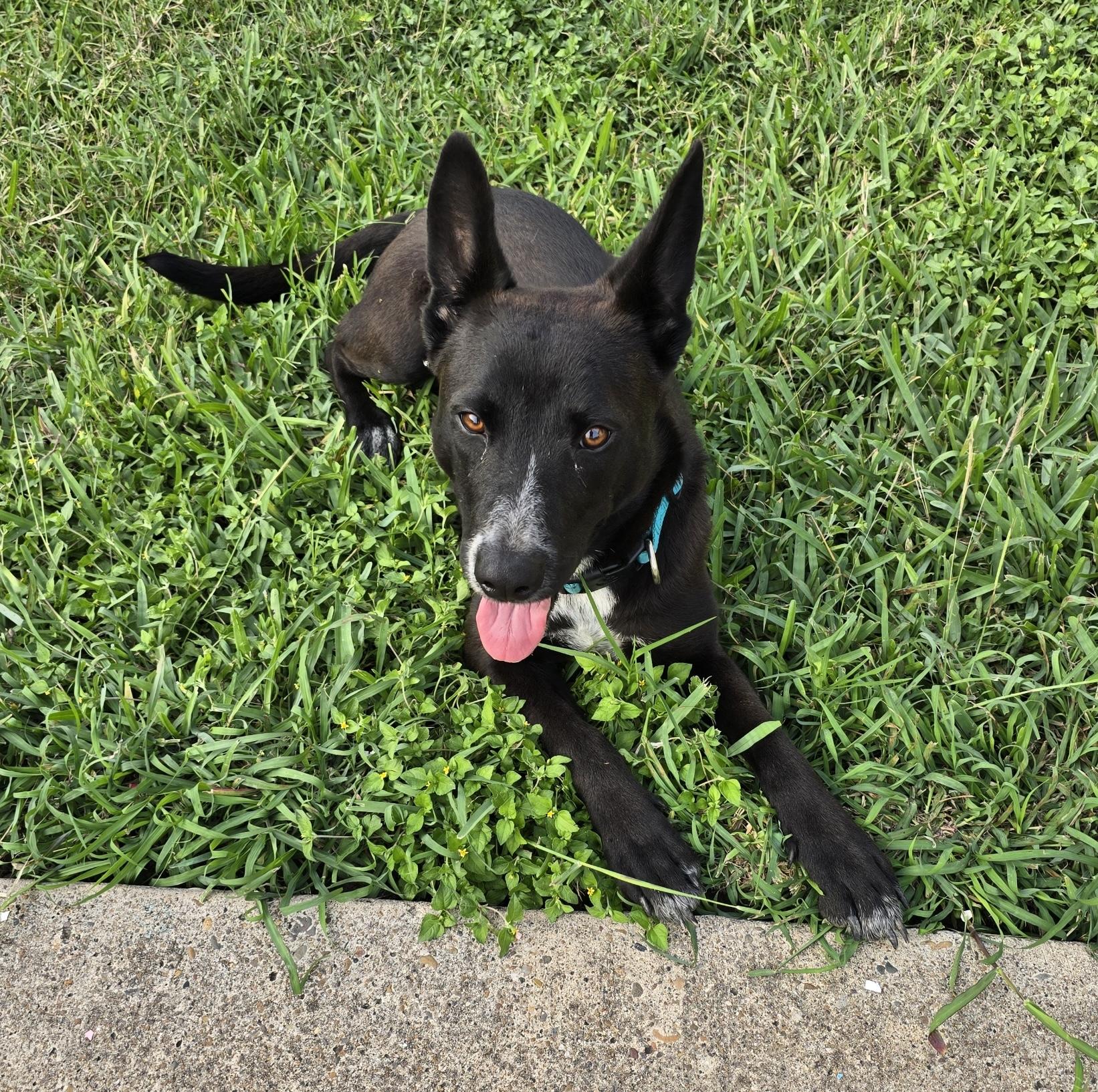 Luna, an adoptable Australian Kelpie in Eau Claire, WI, 54703 | Photo Image 3
