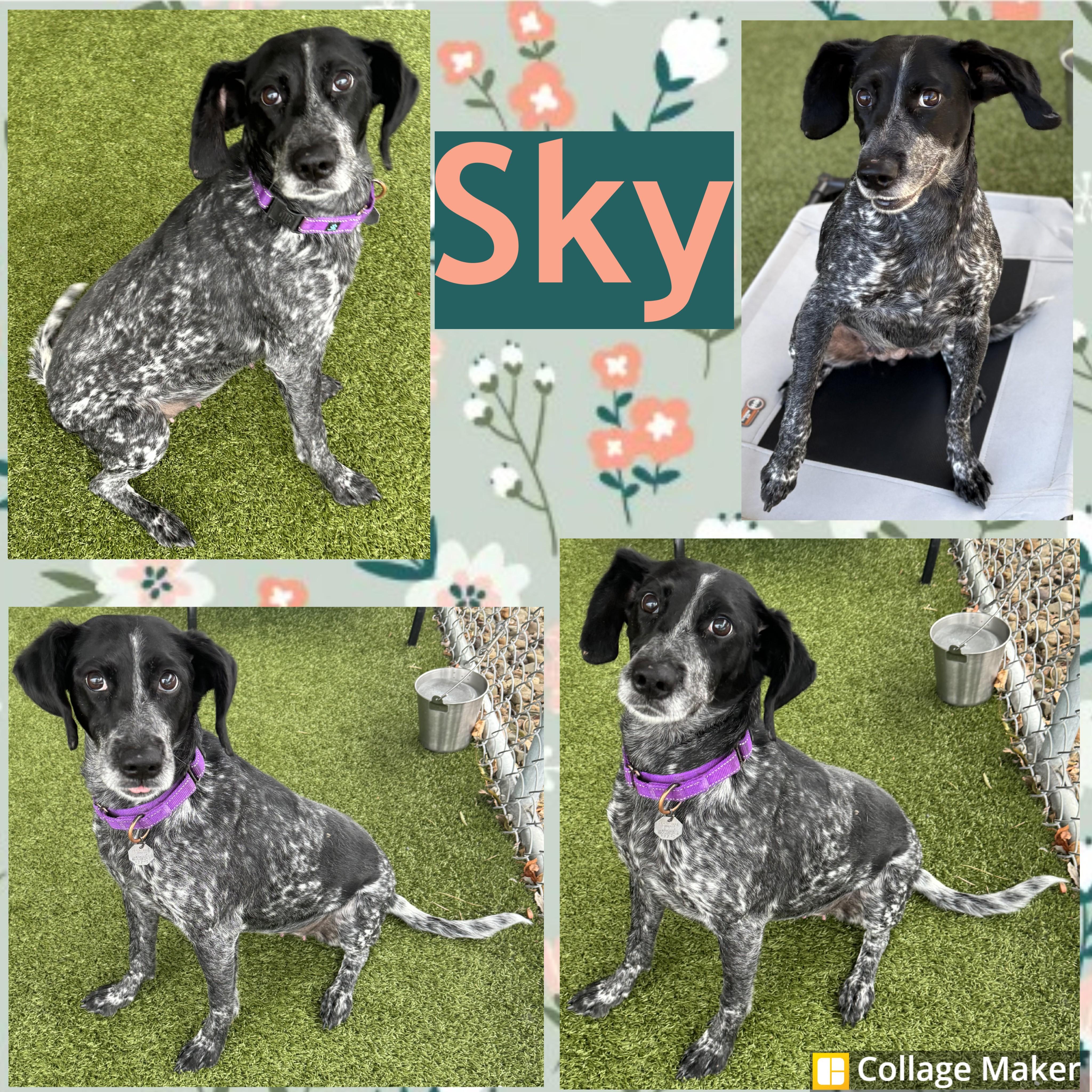 Enlarge Sky, a ADOPTABLE mixed breed in Clearfield, PA image 1/1