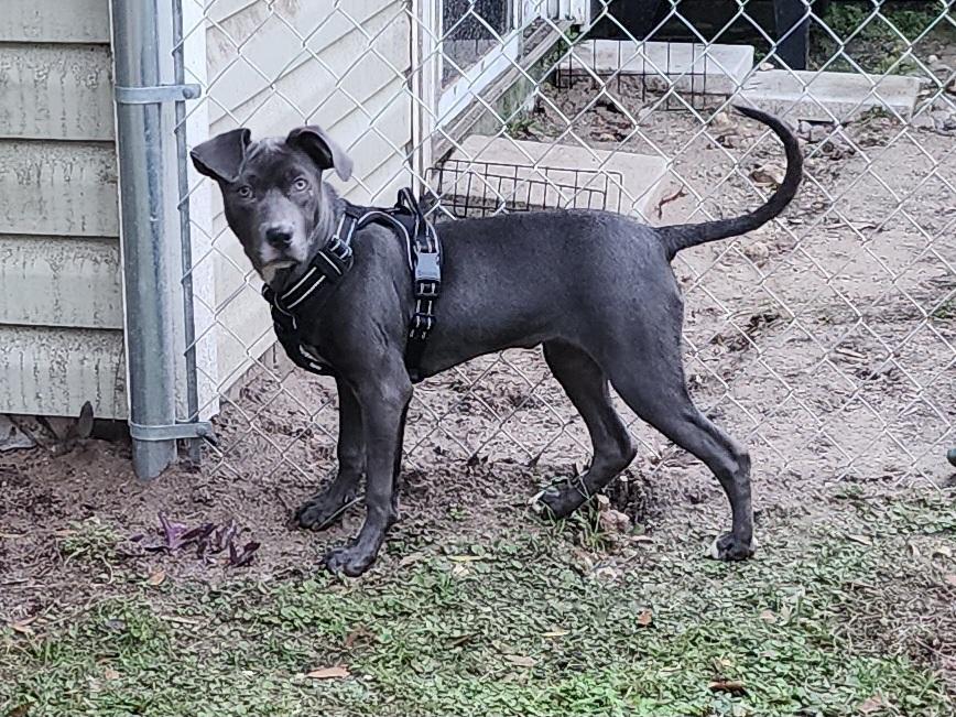 Angel, a Adoptable mixed breed in Ocala, FL image 1/5