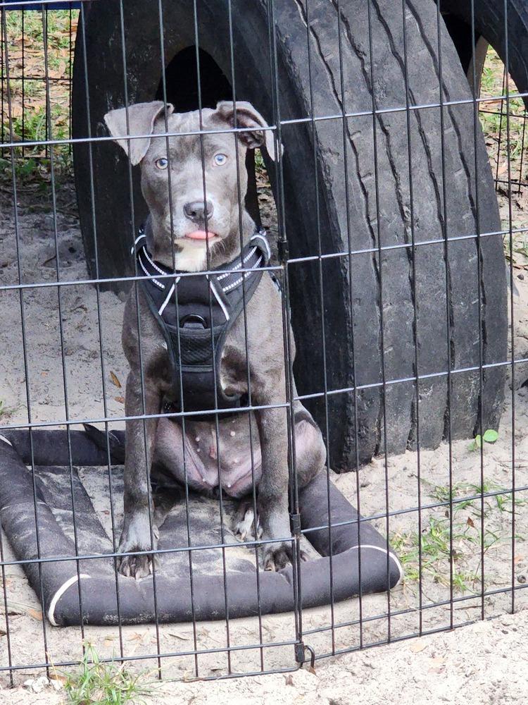 Angel, a Adoptable mixed breed in Ocala, FL image 2/5