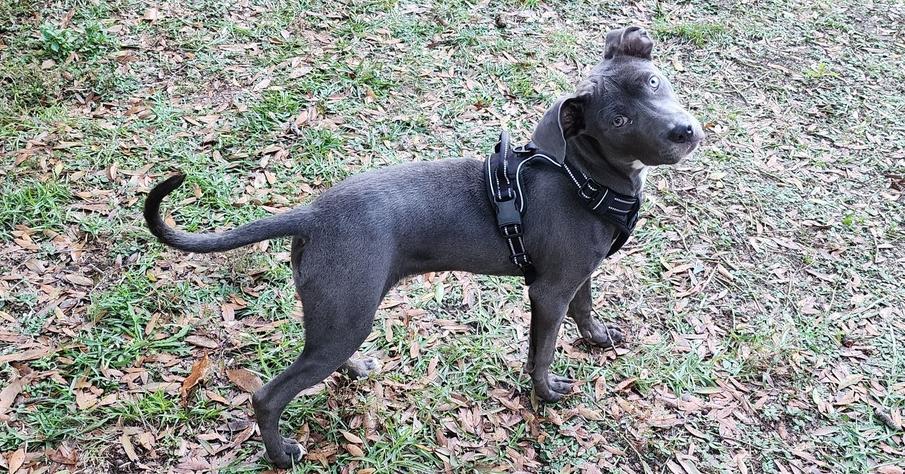 Angel, a Adoptable mixed breed in Ocala, FL image 3/5