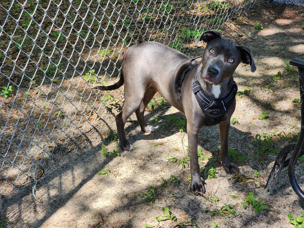 Angel, a Adoptable mixed breed in Ocala, FL image 4/5