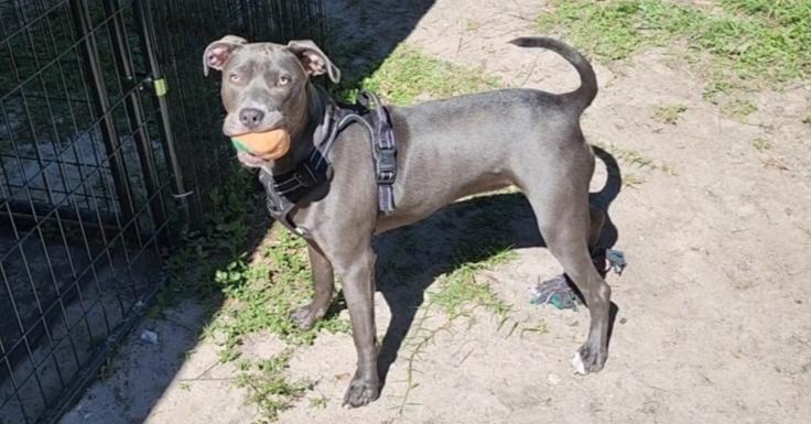 Angel, a Adoptable mixed breed in Ocala, FL image 5/5