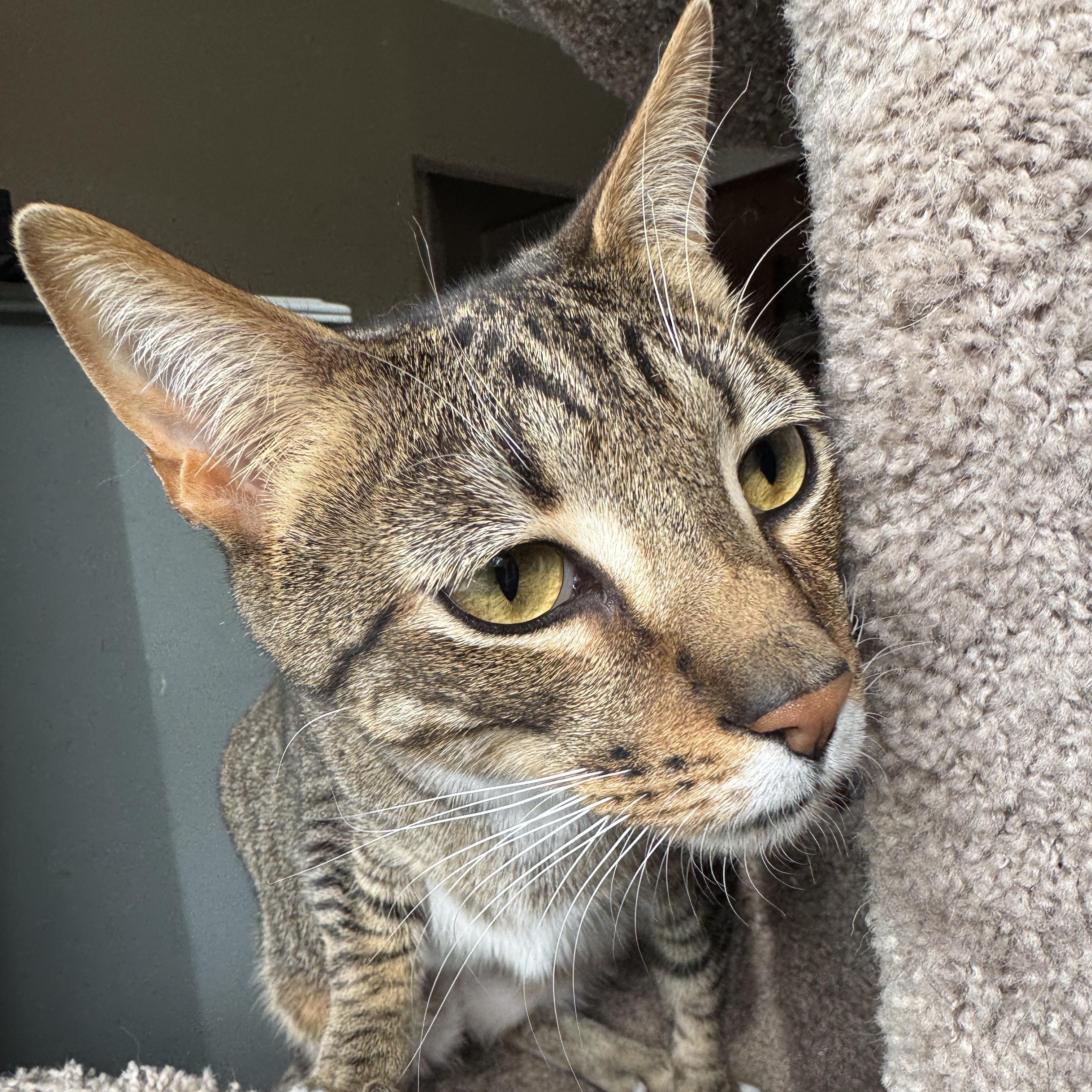 Enlarge Lemon and Lime, a ADOPTABLE Tabby in Mount Holly, NC image 2/4
