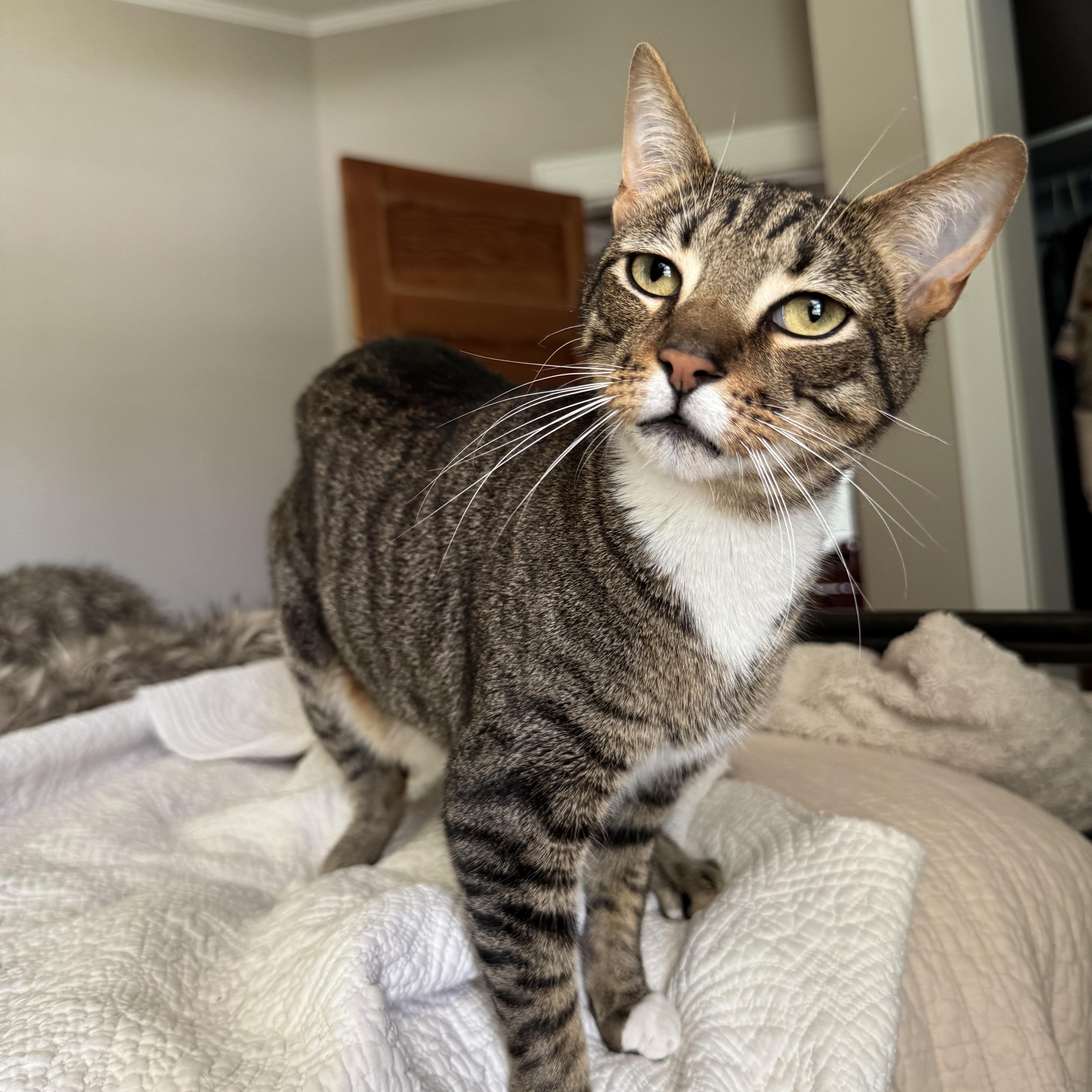 Lemon and Lime ( Bonded Pair ), ADOPTABLE, Young Female Tabby.