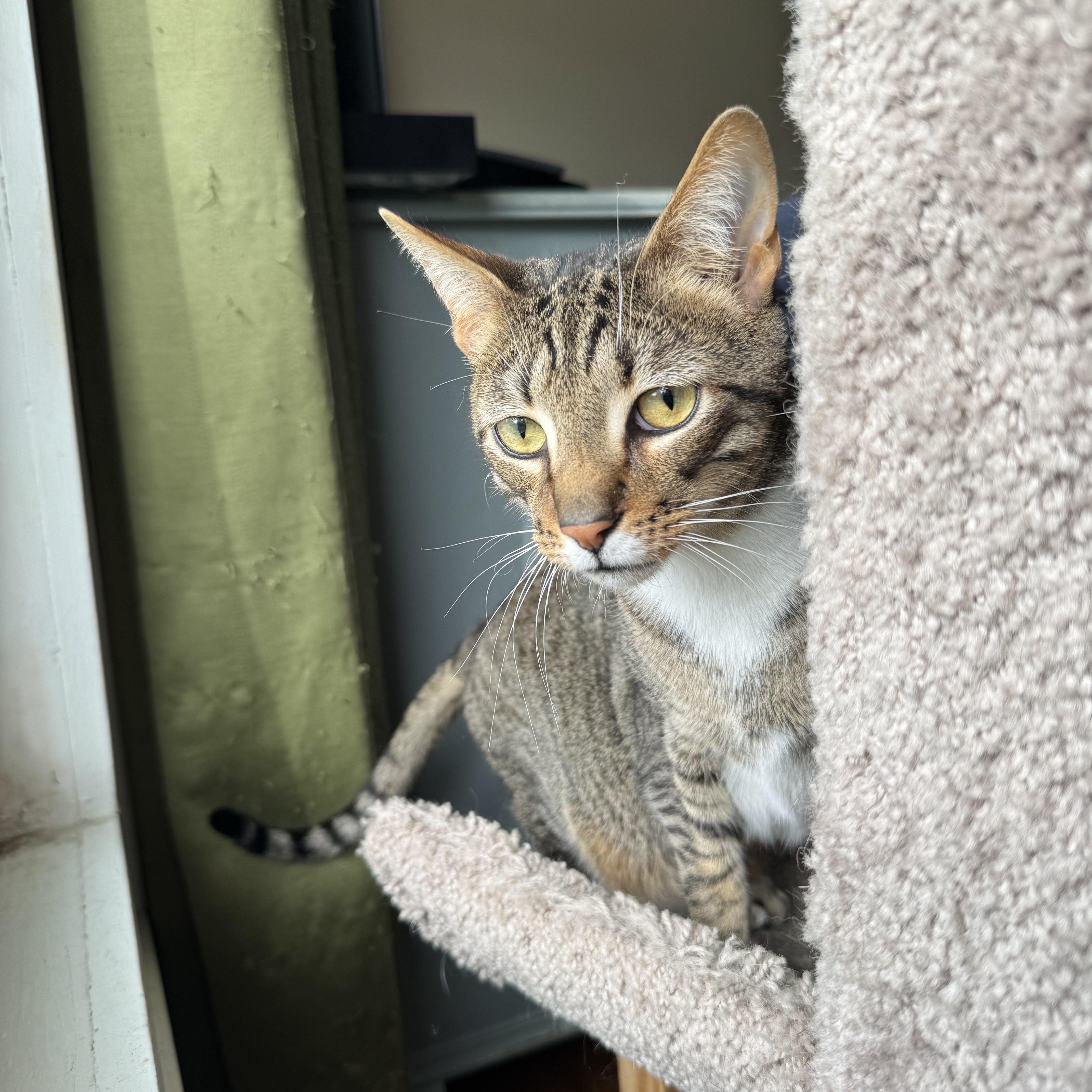 Enlarge Lemon and Lime, a ADOPTABLE Tabby in Mount Holly, NC image 4/4
