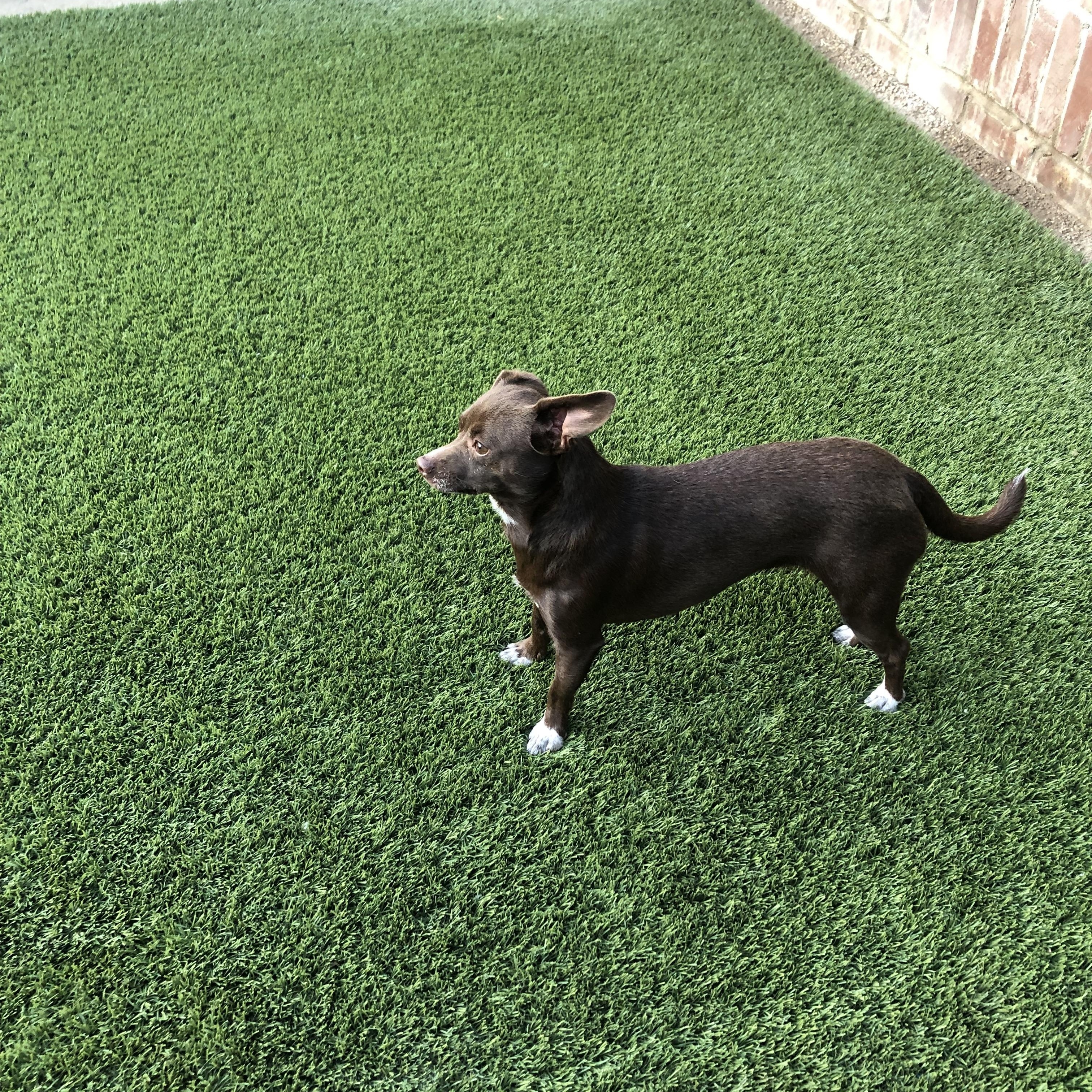 Chocolate Martini, a Adoptable mixed breed in Fresno, CA image 1/5