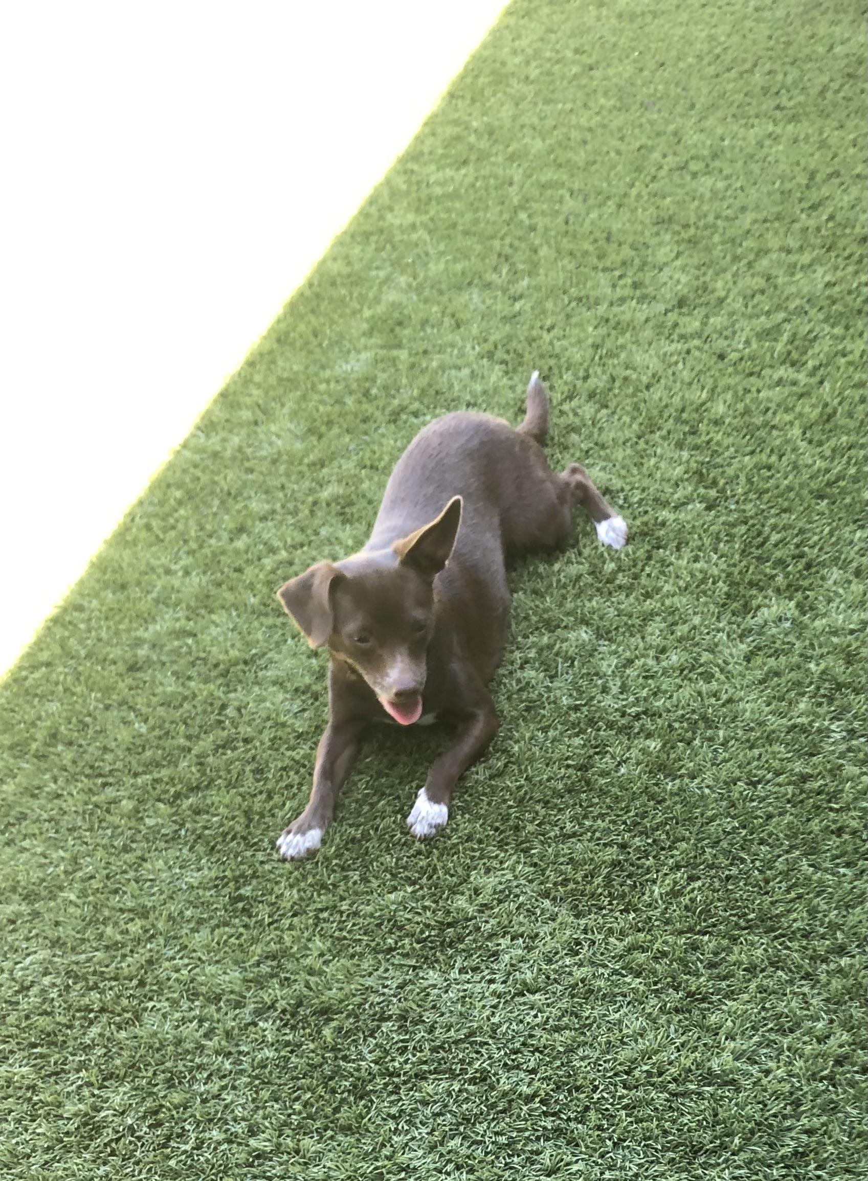 Chocolate Martini, a Adoptable mixed breed in Fresno, CA image 2/5