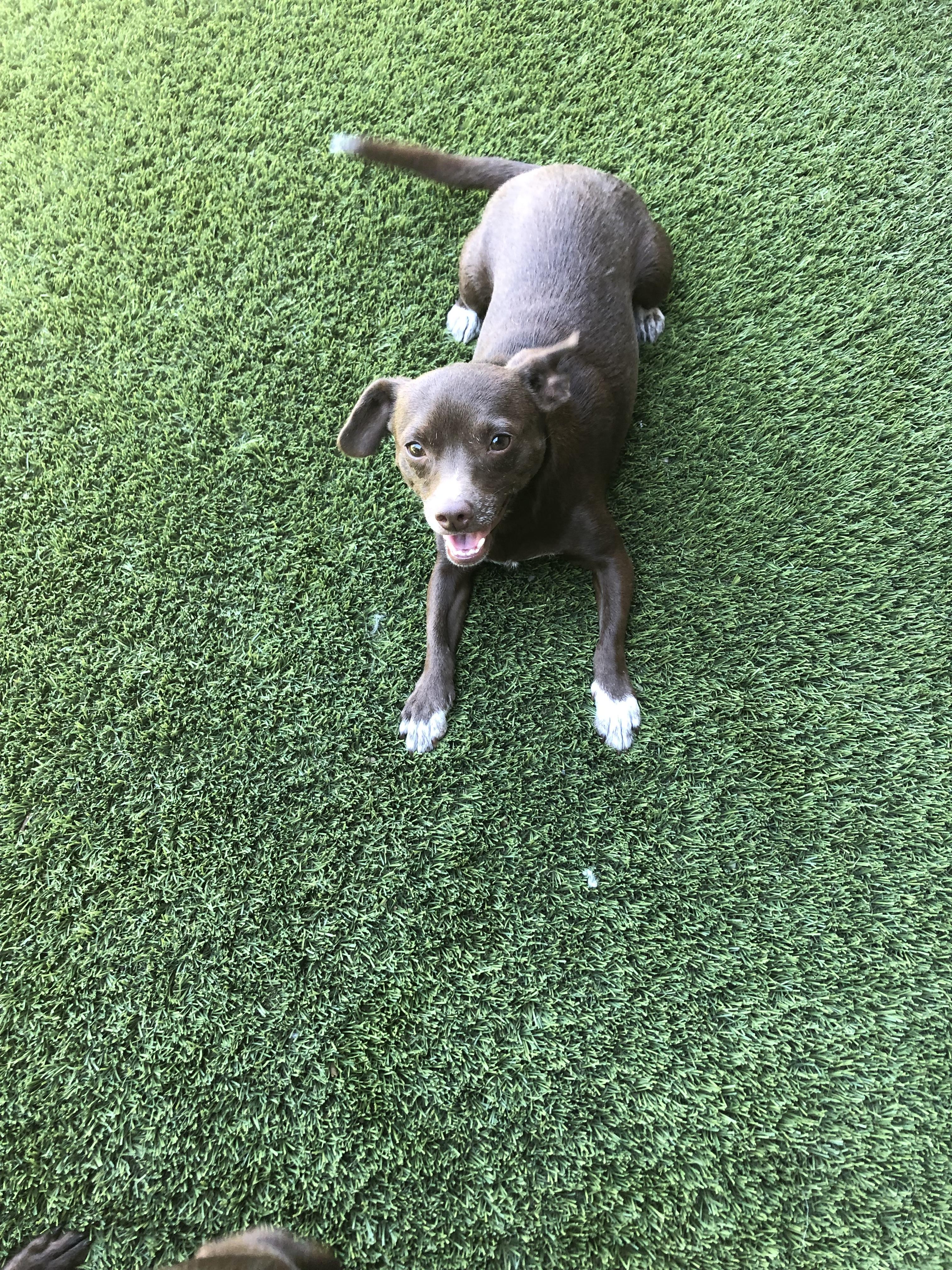 Chocolate Martini, a Adoptable mixed breed in Fresno, CA image 3/5