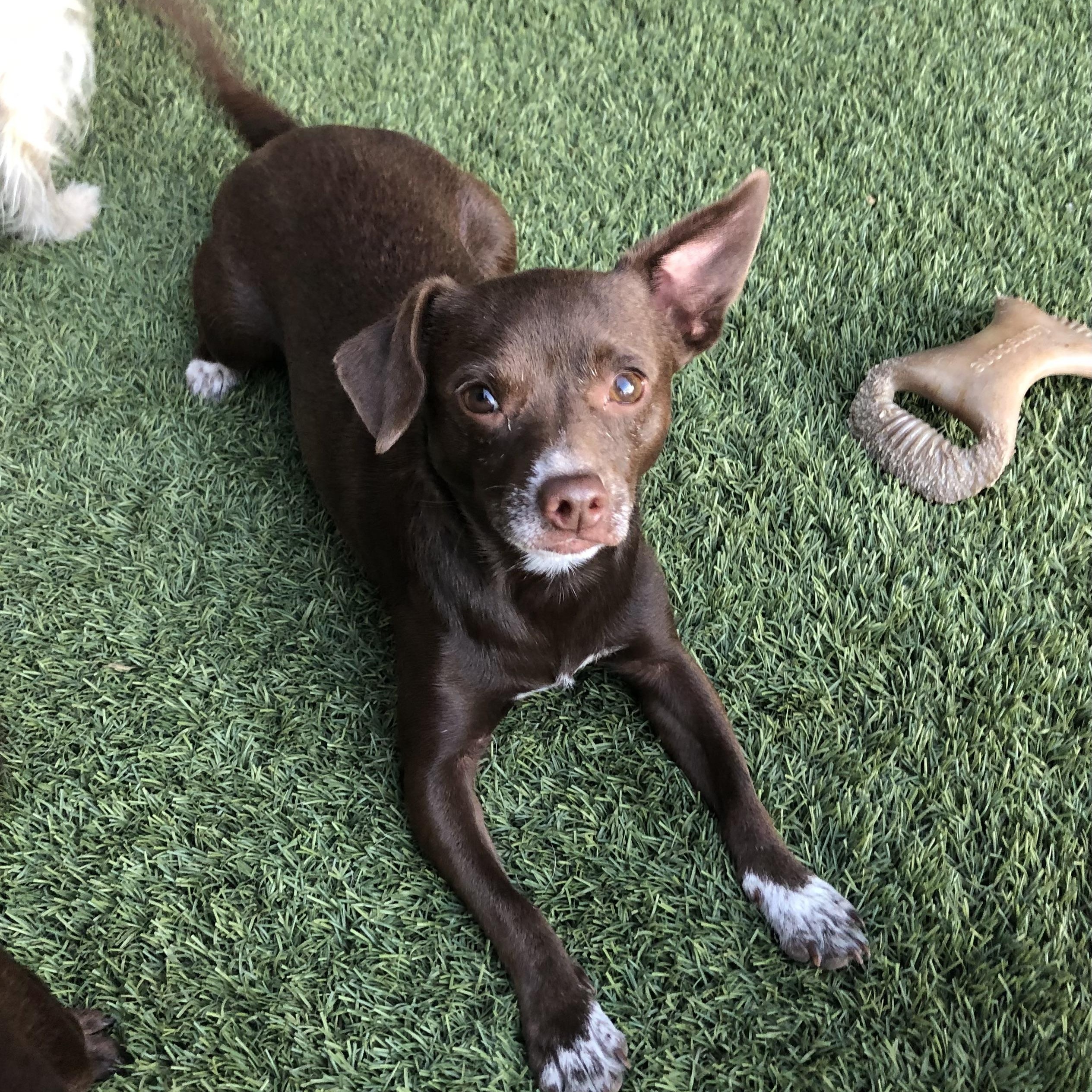 Chocolate Martini, a Adoptable mixed breed in Fresno, CA image 4/5