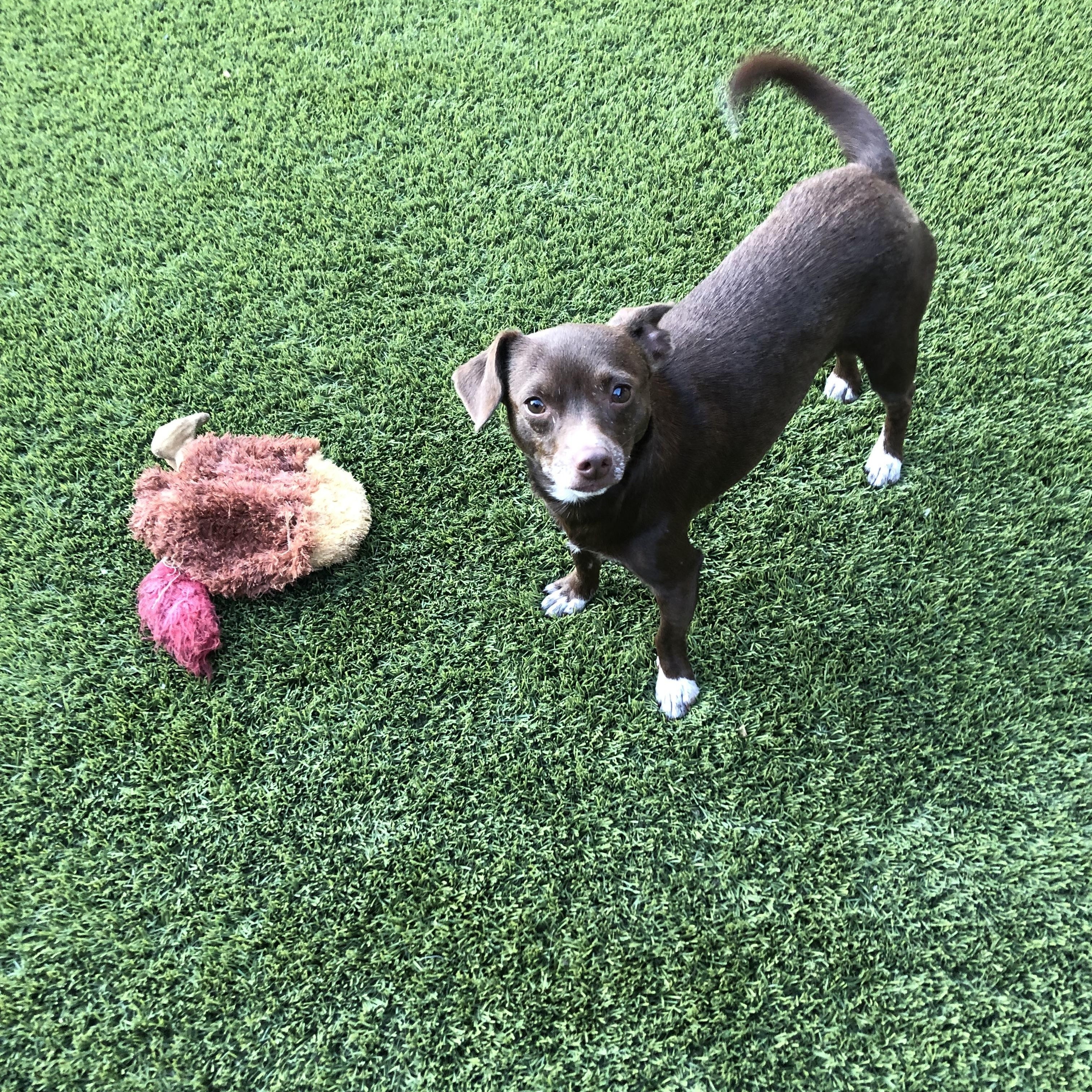 Chocolate Martini, a Adoptable mixed breed in Fresno, CA image 5/5