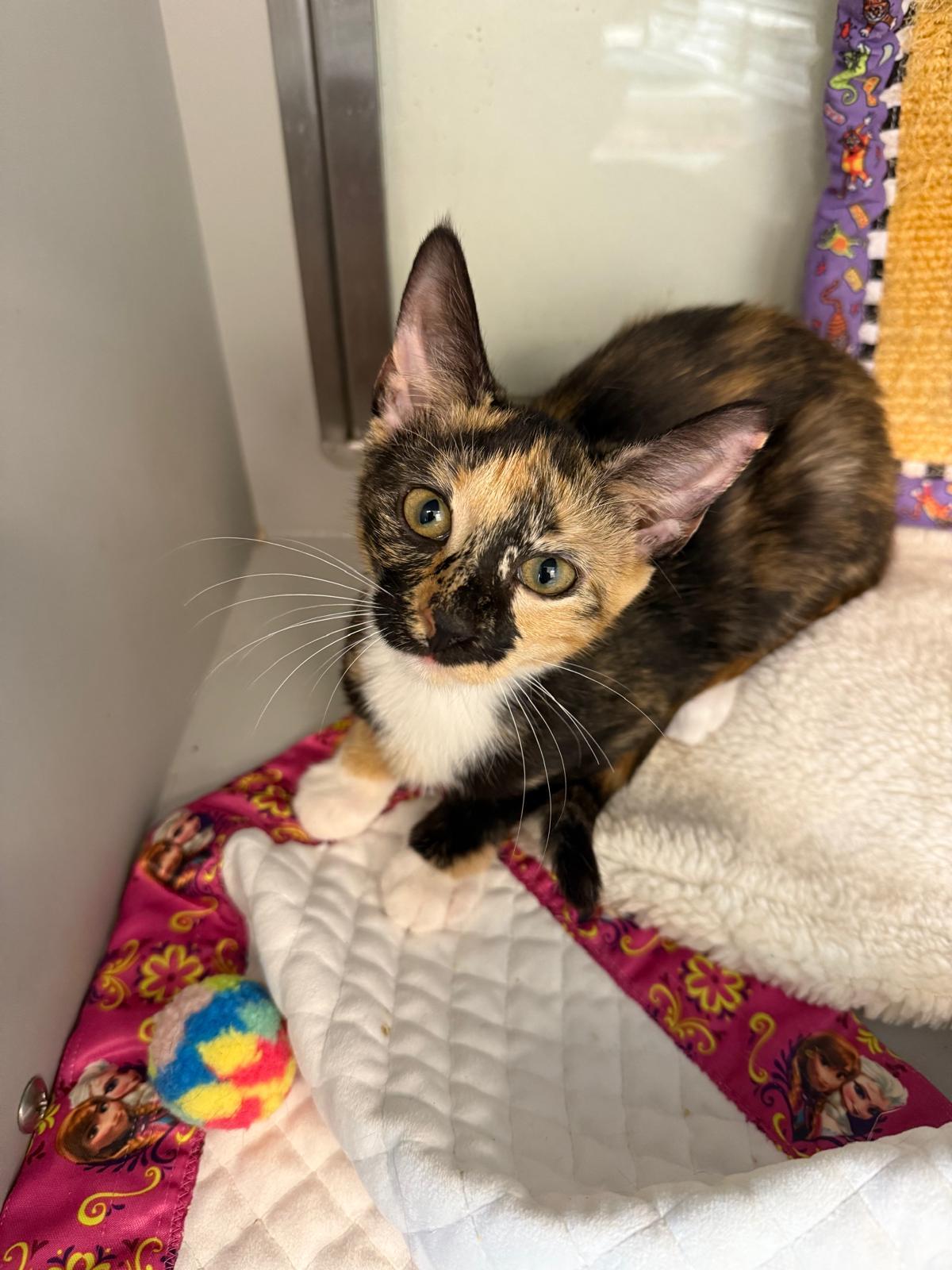 Vela, Baby Female Calico