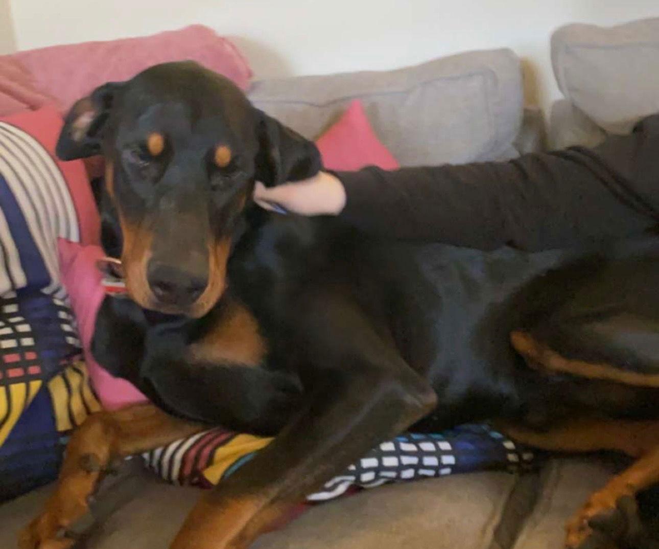 Enlarge Vinny Foster Needed!, a Adoptable Doberman Pinscher in Buffalo, MN image 1/3