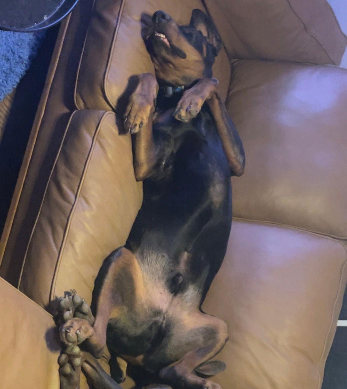 Enlarge Vinny Foster Needed!, a Adoptable Doberman Pinscher in Buffalo, MN image 3/3