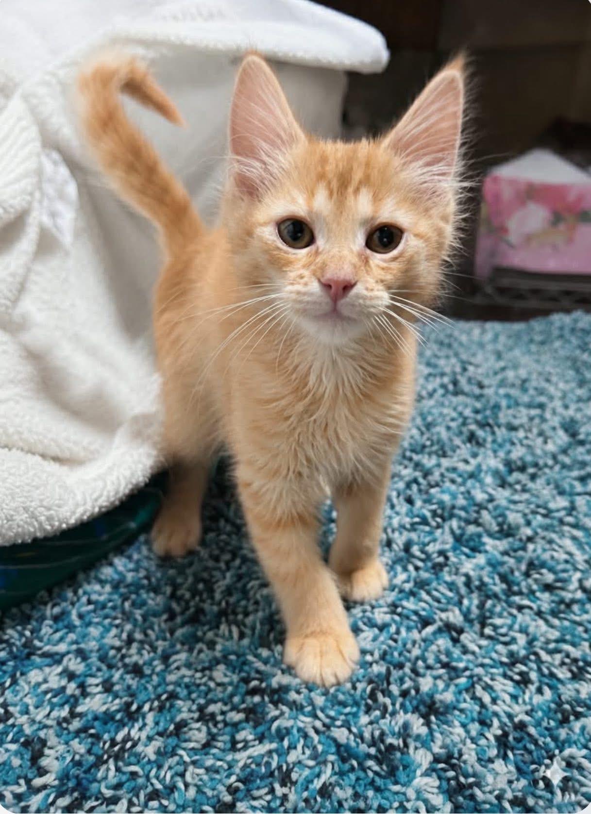 Dusty, adopted, Kitten Male Domestic Long Hair.