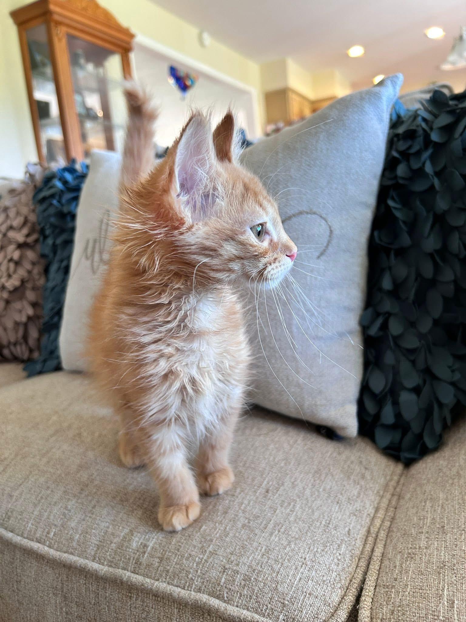 Dusty, an adopted Domestic Long Hair in Saginaw, MI image 2/3