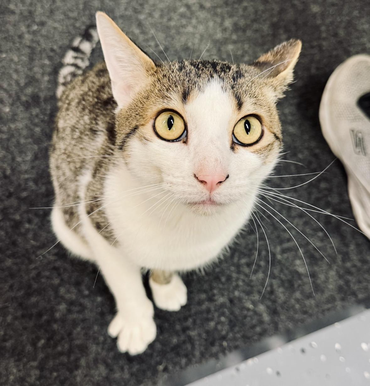 Kiwi, Adoptable, Young Male Domestic Short Hair.