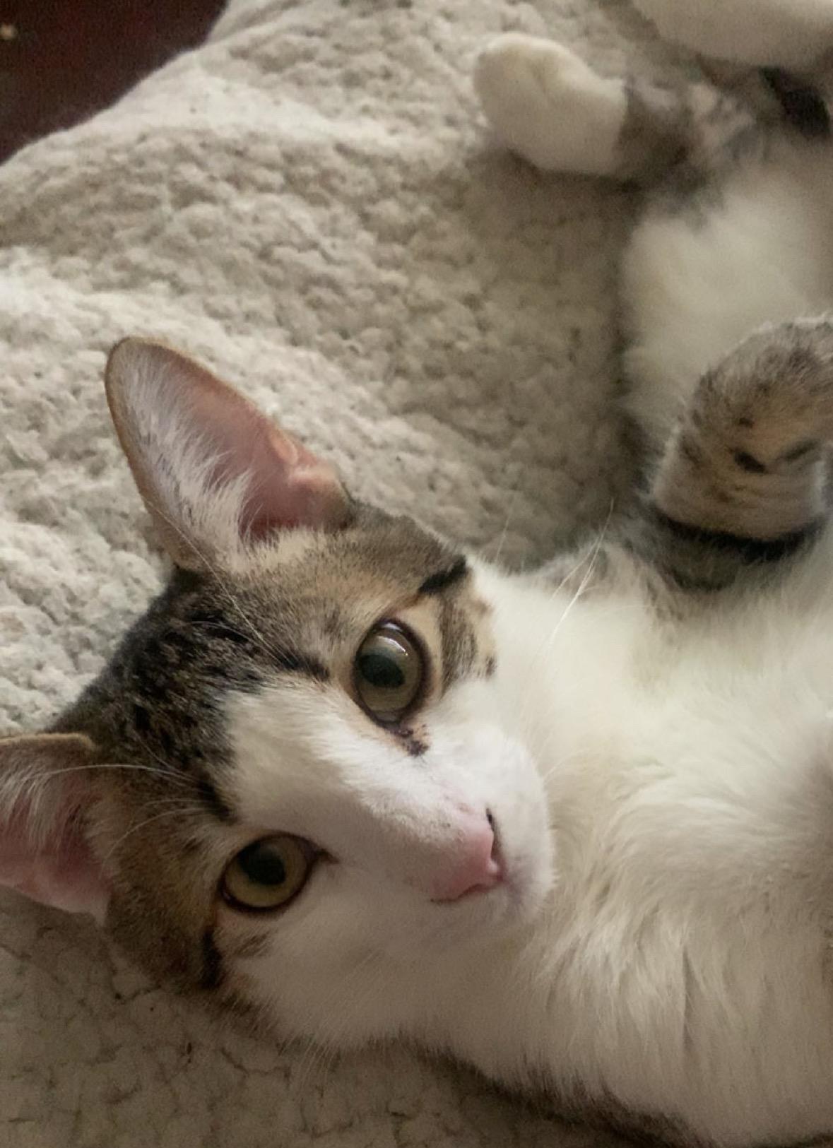 Enlarge Kiwi, a Adoptable Domestic Short Hair in Wasilla, AK image 1/1