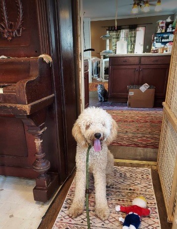 Daisy, Adopted, Young Female Goldendoodle.
