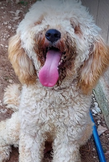 Enlarge Daisy, a Adopted Goldendoodle in Rockvale, TN image 2/2