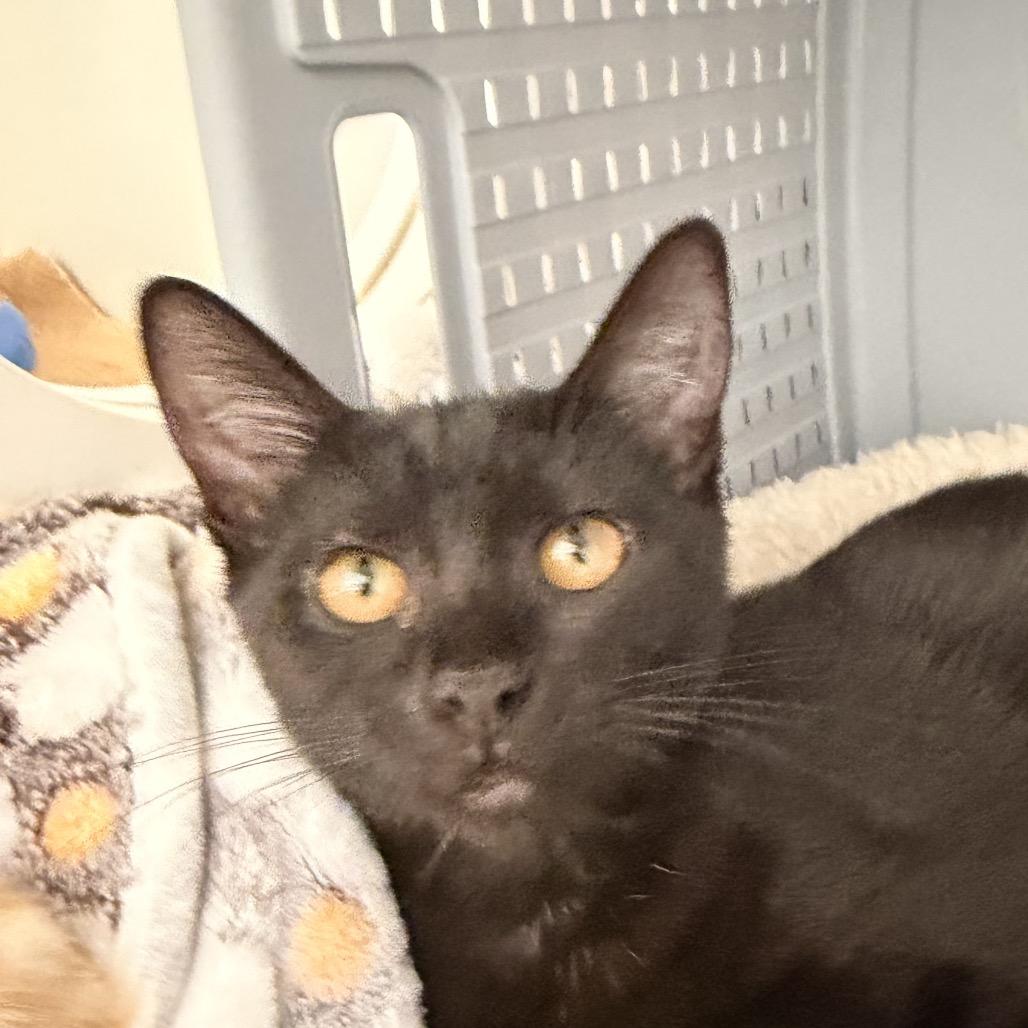 Ann, a Adoptable Domestic Short Hair in Ojai, CA image 1/2