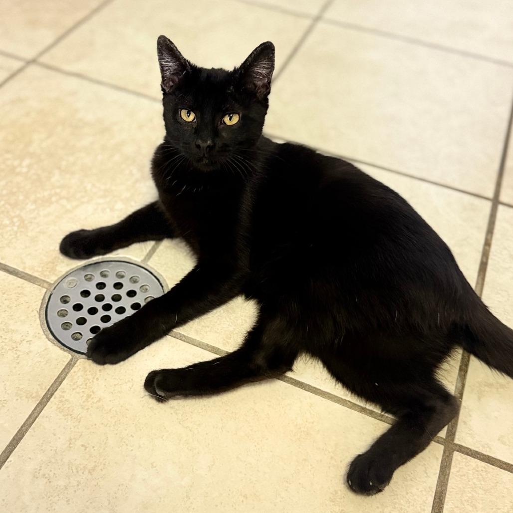Ann, a Adoptable Domestic Short Hair in Ojai, CA image 2/2