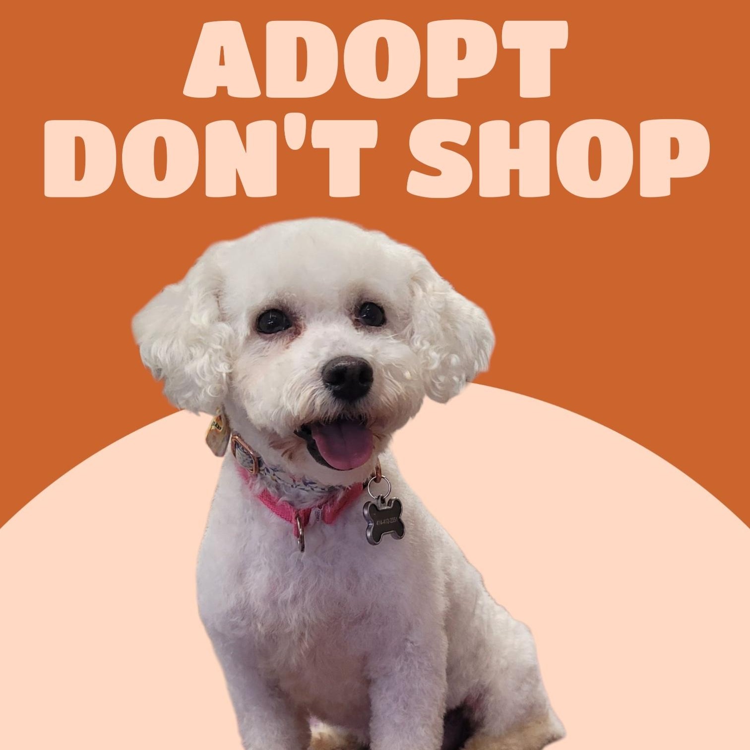 Amelia - Adoption Pending, a Adoptable Bichon Frise in Hartland, WI image 3/5