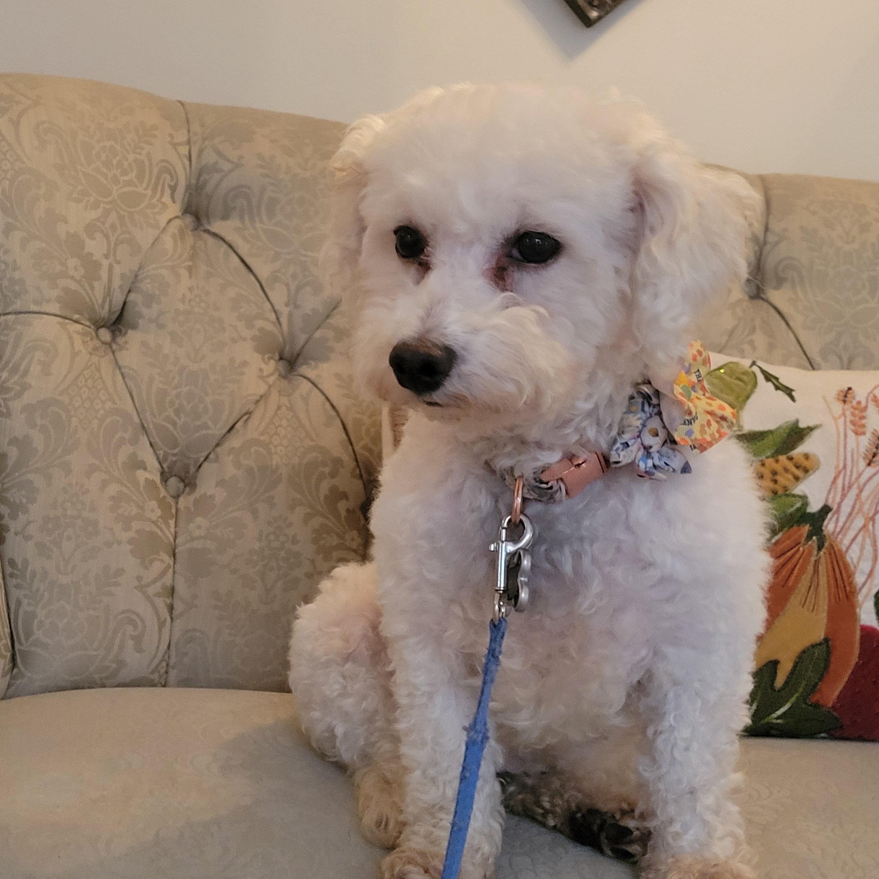 Amelia - Adoption Pending, a Adoptable Bichon Frise in Hartland, WI image 1/5