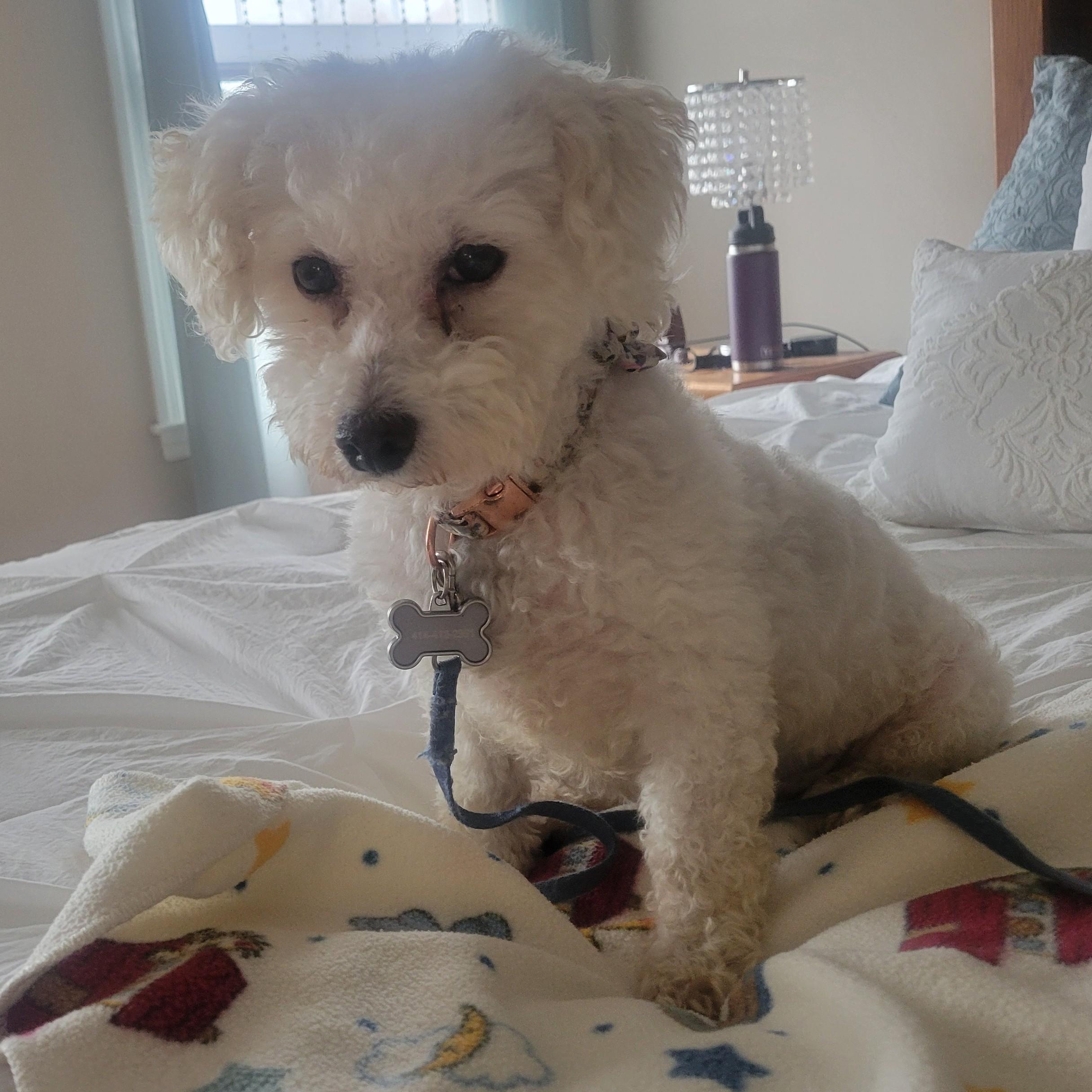 Amelia - Adoption Pending, a Adoptable Bichon Frise in Hartland, WI image 2/5
